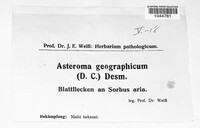 Asteroma geographicum image
